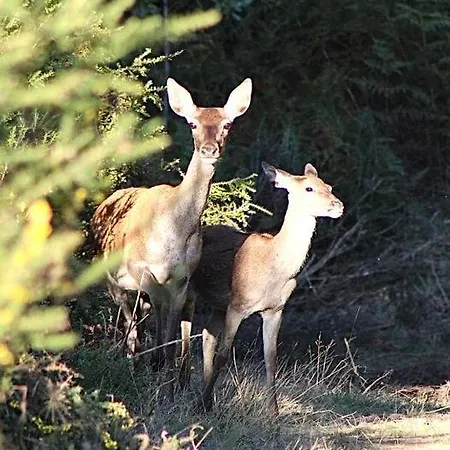 Holiday home Casa Manel D'anita *