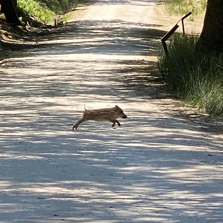 Casa Manel D'anita *